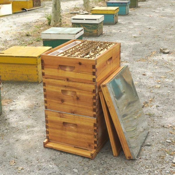 Three Tier Waxed Beehive Set 10 Frame Wax Dipped Unassembled Bee Hive