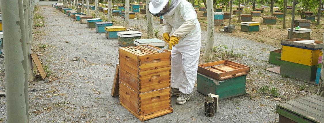 Wax Dipped Unassembled Langstroth Bee Hive