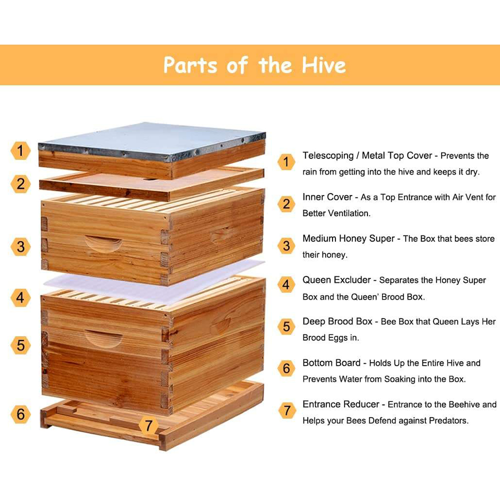 Product Description Beeswax Coated - The exterior of beehive are beeswax coated, which made beehive waterproof and more durable. Premium Design - The beehive was made of premium and solid wood. The wooden frames was made of pine wood. A pre-assembled and waterproof metal top cover and wax coated hive body helps keep the interior dry. Easy to Assemble - This beehive was very simple to put together. They have pre-drilled holes and pre-cut dovetail joints that fit together easily. Both the bee box and honeycomb frame are designed with dovetail joints for easy installation.