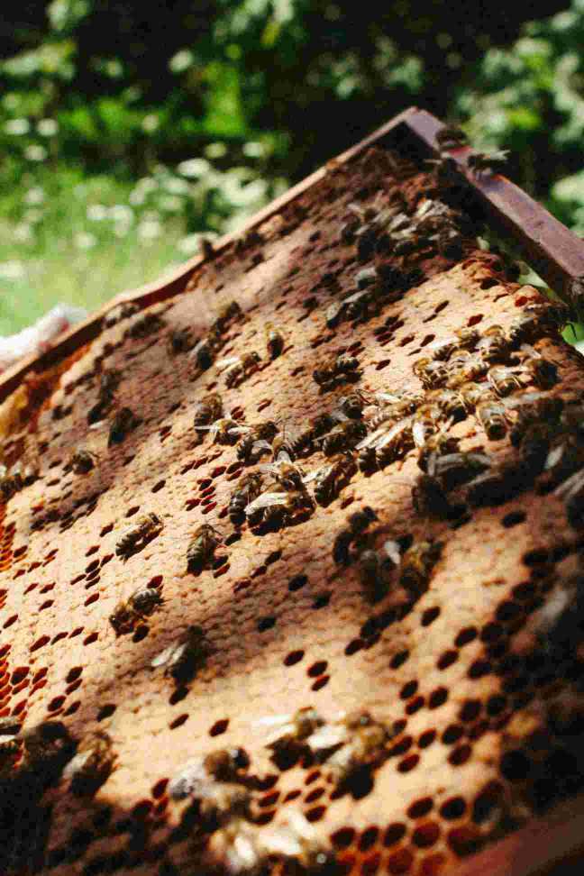 A top bar beehive, displaying its simple top bar structure and bee activity.2