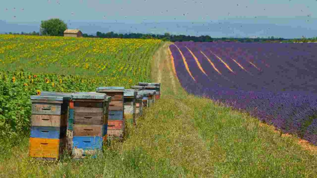 A top bar beehive, displaying its simple top bar structure and bee activity.2