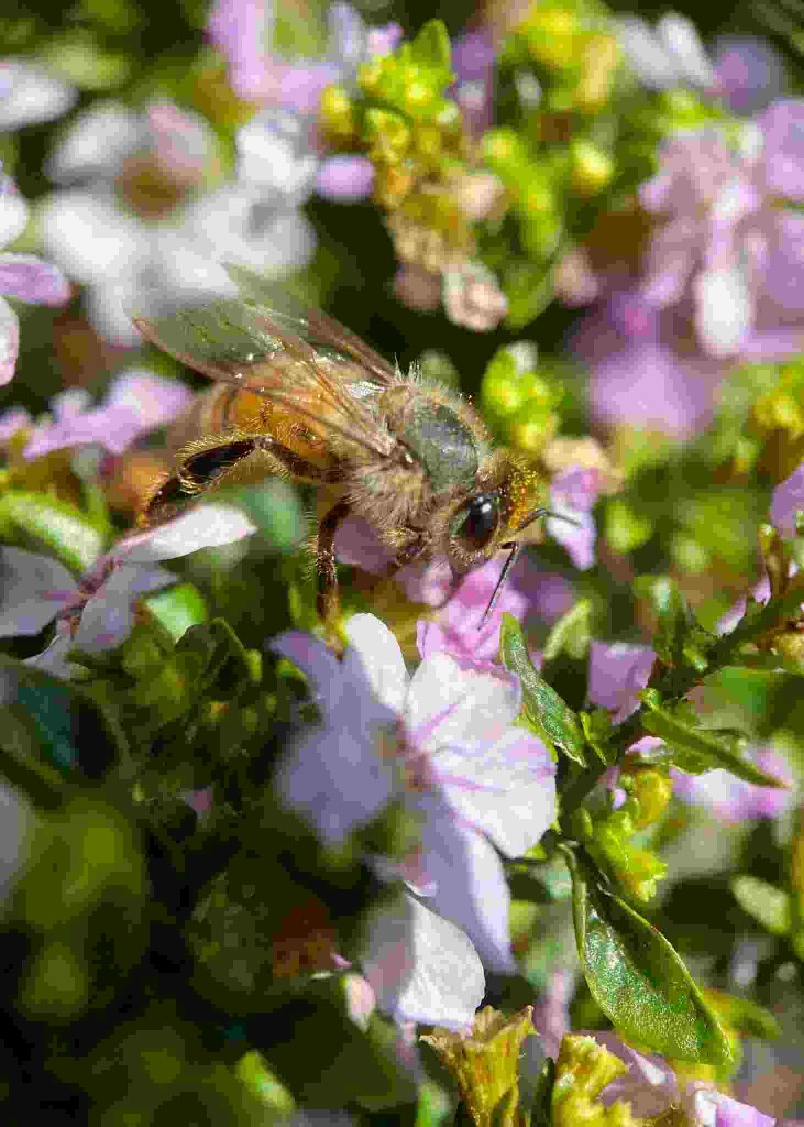 Effective Beehive Management Across Seasons