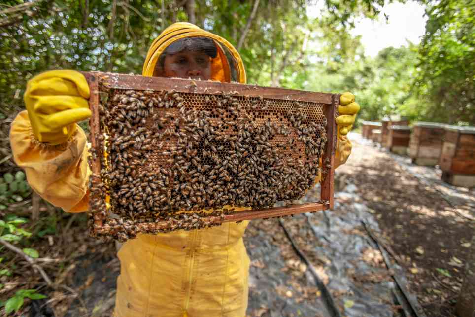 Essential Beekeeping Tools: Key Equipment for Successful Hive Management