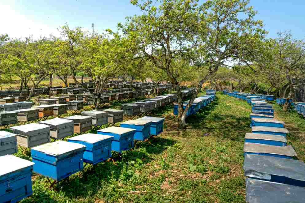 **Key Considerations for Successful Beekeeping**