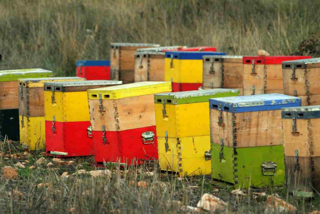 Mastering Beekeeping Techniques: Essential Skills for Success