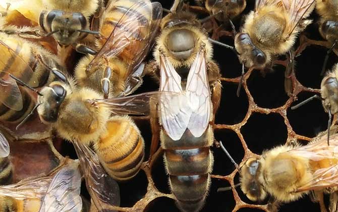 Queen Cells in Beehives