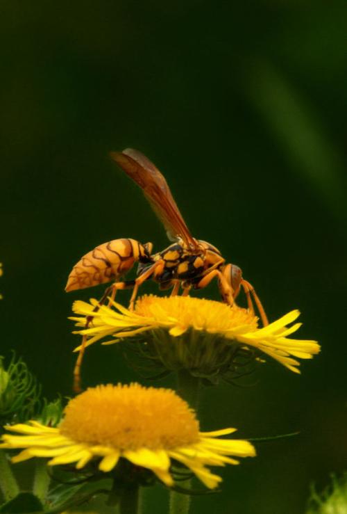 The Role of Social Structure in the Survival and Reproduction of Honey Bees