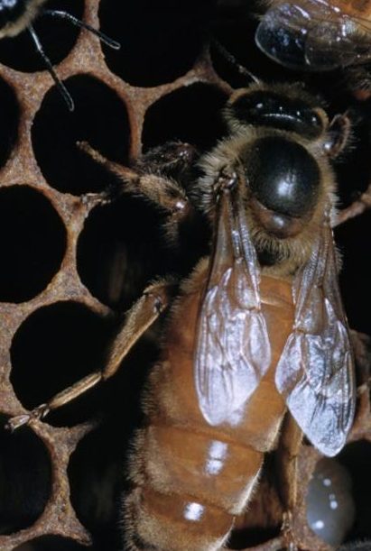 Honey Bee Life Cycle