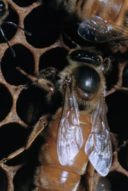 Honey Bee Life Cycle