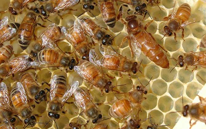 The Role of Social Structure in the Survival and Reproduction of Honey Bees