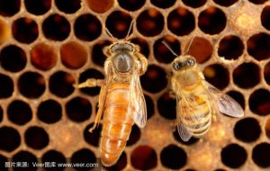 The Reproductive Cycle of a Bee Colony After Queen Mating Success