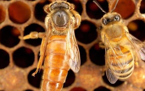 The Reproductive Cycle of a Bee Colony After Queen Mating Success