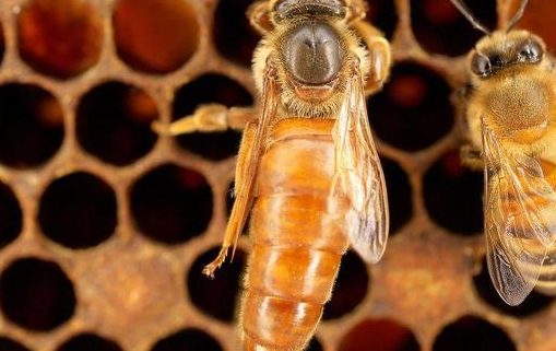  The Reproductive Cycle of a Bee Colony After Queen Mating Success