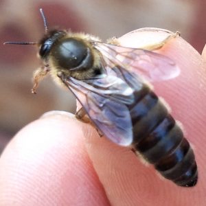 Essential Natural Processes in the Honey Bee Life Cycle Beyond Reproduction