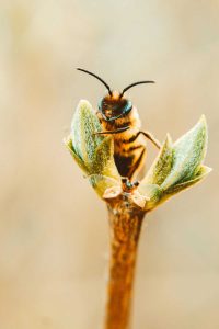 The Vital Role of Bee Boxes in Modern Beekeeping