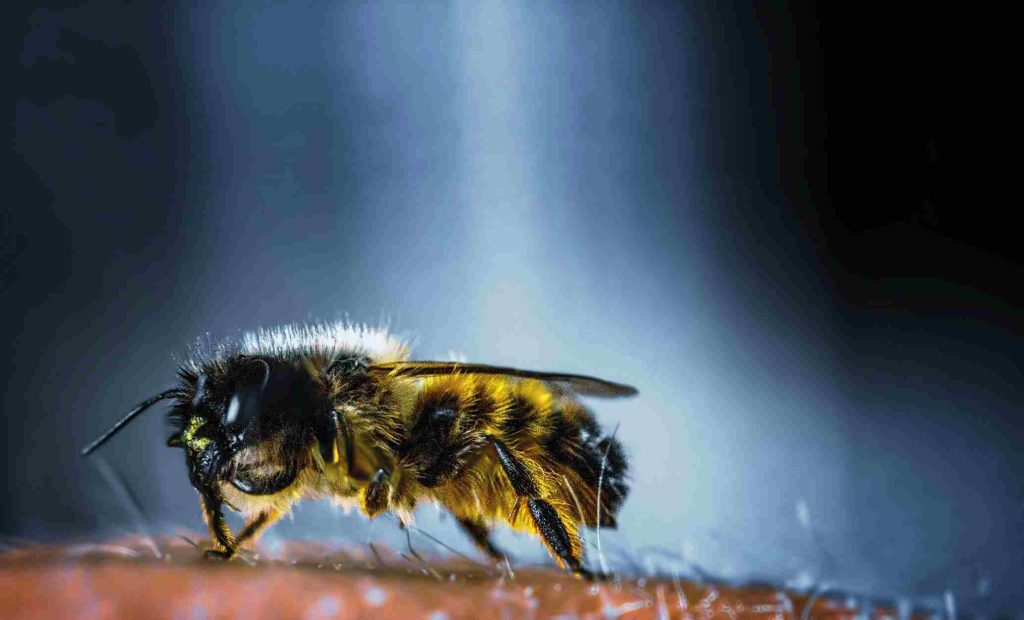 Understanding the Social Nature of Bees: Key Insights into Their Behavior