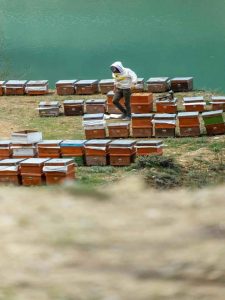 Beginner Beekeeping Tips