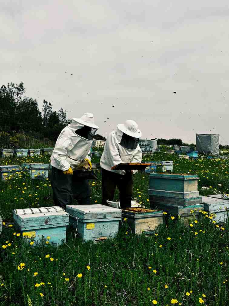 Beekeeper inspecting hive frames for honey production.