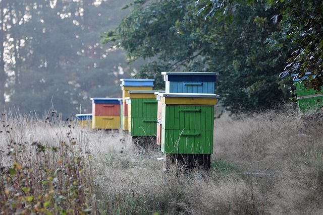 Mastering the Art of Beekeeping: How to Build a Beehive