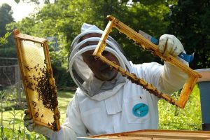 Building Your Own DIY Beehive: A Comprehensive Guide