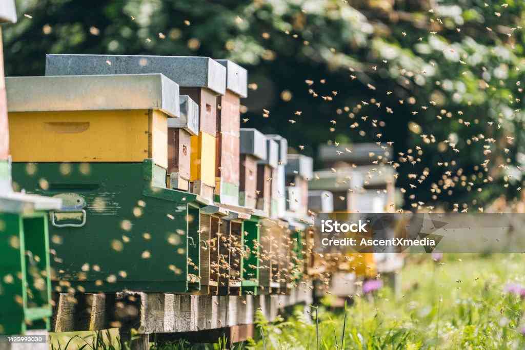 beekeeping 2