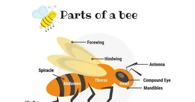 parts of a bee