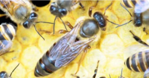 Causes of Honey Bee Mortality During Wintering